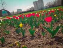 На клумбах Бишкека зацвели тюльпаны