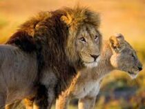 Власти ЮАР планируют ограничить разведение львов для охоты