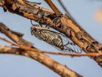 Миллиарды цикад обрушились на США