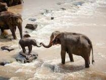 Слоны-разрушители нанесли Китаю ущерб на миллионы долларов