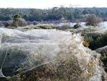 Пауки заплели паутиной почти целый штат в Австралии