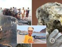 Йеменские рыбаки нашли в теле кашалота амбру на полтора миллиона долларов