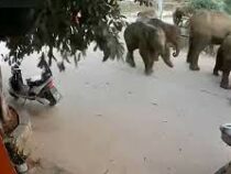 Стадо из 15 слонов  угрожает китайскому городу Куньмин