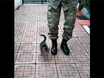 Турецкие военные научили котенка маршировать