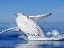 В Индийском океане нашли популяцию вымирающих китов по их песням