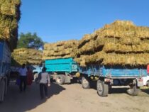 Минсельхоз предложил ввести запрет на вывоз сена, ячменя и пшеницы