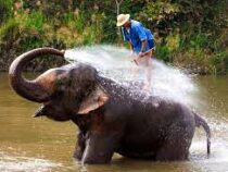Проблемой для слонёнка стала не река, а её берег