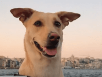 Собака-путешественница из Киева установила рекорд