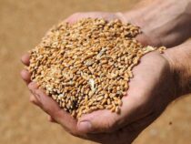 Минсельхоз предлагает продлить запрет на вывоз сельхозпродукции из-за засухи