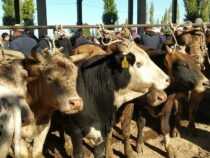 В Кыргызстане снят запрет на экспорт скота