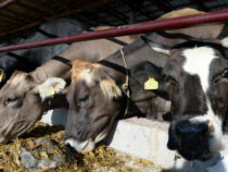 Минсельхоз предлагает освободить от НДС импортеров кормов для скота