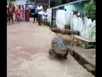 Гигантский крокодил гулял по улицам в индийском городке
