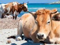 Агрессивные коровы захватили пляжи Корсики
