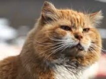Россиянка написала заявление на кота, «дразнящего собак»