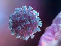 Ученые считают   правдоподобной версию об искусственном происхождении коронавируса