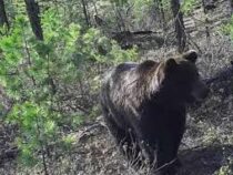В Якутии домашний кот Вася прогнал дикого медведя