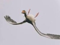 Орнитологи оценили снимок гуся, летевшего вверх ногами