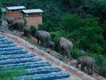 Власти  КНР эвакуировали 150 тысяч китайцев из-за стада слонов