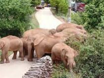 Сбежавшие слоны возвращаются в китайский заповедник