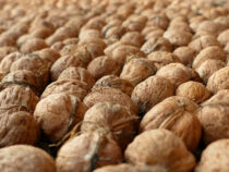 В Чолпон-Ате грачи уничтожают урожай грецких орехов
