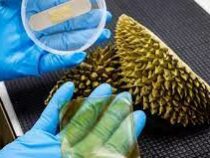 Антибактериальный пластырь из кожуры дуриана создали ученые
