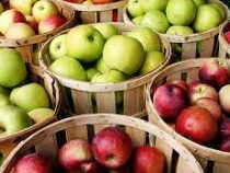 Сколько яблок можно съесть, рассказали диетологи