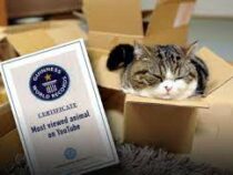 Самый популярный кот в YouTube угодил в Книгу рекордов Гиннеса