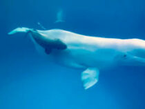 В Приморском океанариуме родился белый кит