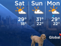 В прямом эфире канадского телеканала неожиданно появилась собака