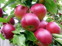 В Джети-Огузе начался сезон яблок и груш