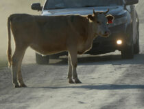 В Иссык-Кульском районе решили ужесточить ответственность владельцев скота