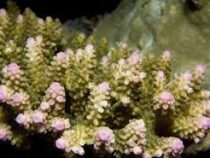 Коралловые рифы исчезают из-за глобального потепления