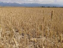 Кыргызстан  недополучил 35% урожая из-за дефицита поливной воды