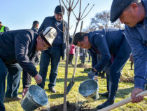 В Бишкеке высажено 120 молодых деревьев