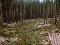 Более ста мировых лидеров договорились прекратить вырубку лесов к 2030 году
