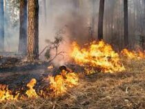 В Китае представили пушку для тушения лесных пожаров