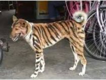 Фермер превратил собаку в «тигра», чтобы отпугивать вредителей
