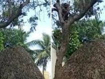 В Индии мужчина прятался от вакцинации на дереве