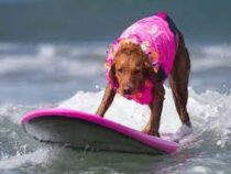 В Бразилии собаки соревновались на чемпионате по серфингу