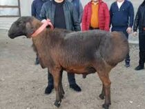 В Казахстане барана продали за 40 тысяч долларов