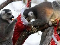 Обитатели Лондонского зоопарка отметили Рождество