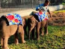 Детенышам слонов в Индии из-за холодов выдали теплую «одежду»
