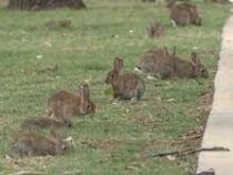 Власти Австралии объявили войну кроликам, захватившим подступы к парламенту