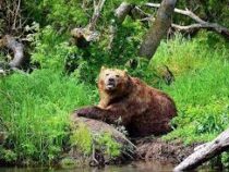 Видео боя медведей в Финляндии изумило пользователей сети