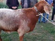 В Кыргызстане начали чипировать овец породы «Арашан»
