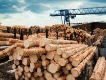 Кабмин ввел временный запрет на экспорт древесины