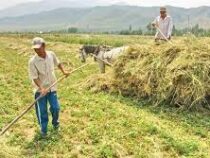 Для выдачи льготных кредитов фермерам выделят порядка 5 млрд сомов