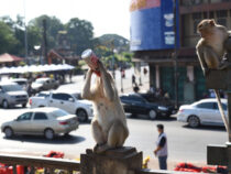 Тысячи обезьян терроризируют тайский город Лопбури