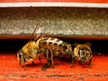 Британцы поселили пчел в жилые дома