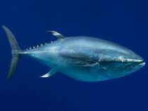 В Японии голубой тунец ушел с молотка более чем за 13 млн долларов
